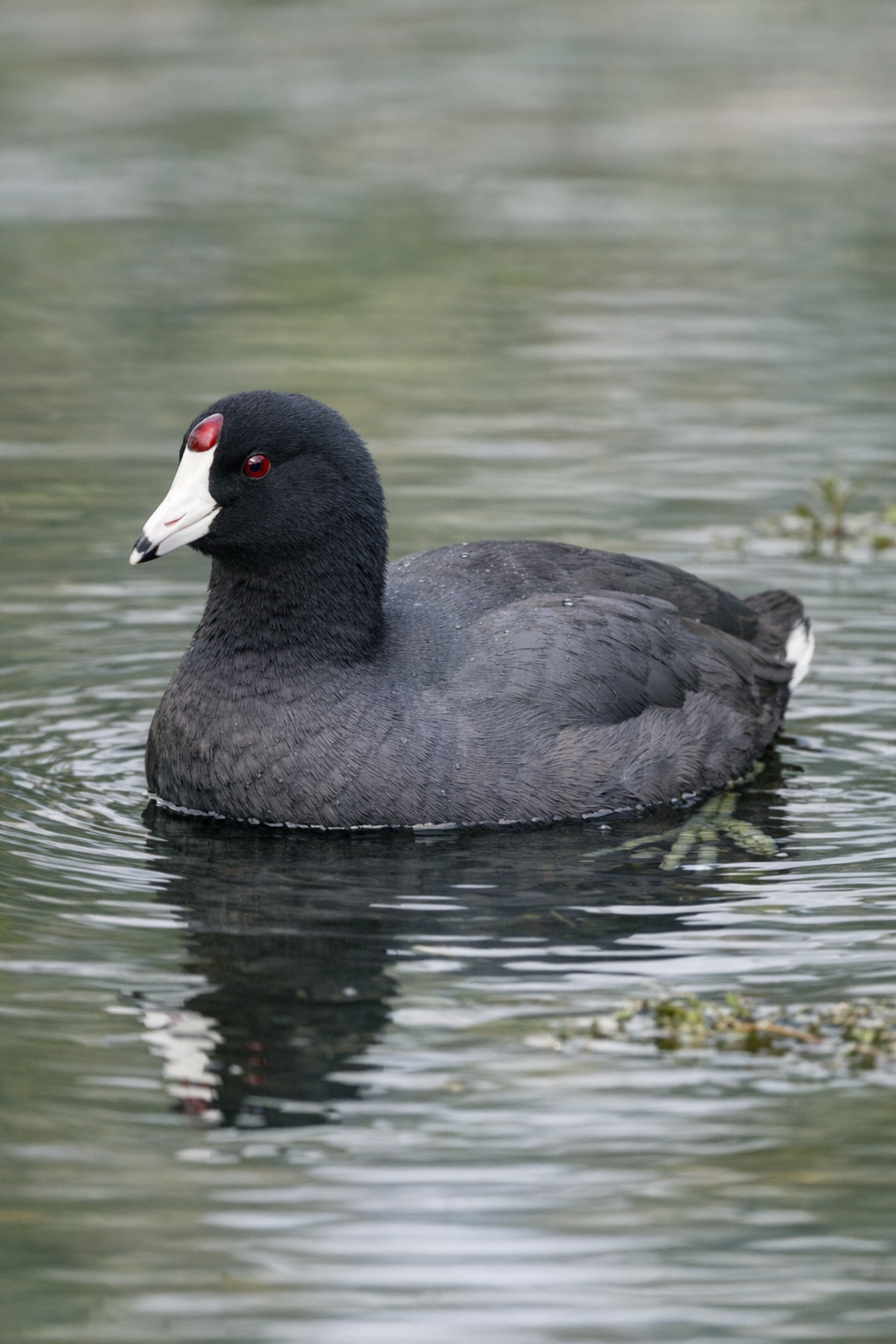 American Coot